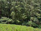 Prime Located 60 Perch Land for Sale in Nuwara Eliya Katumana
