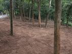 Prime Main Road Land 21.9P – 15 mins to Kandy