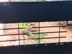 Prime Residential Land for Sale – Dehiwala