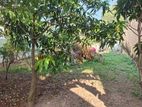 Prime Residential Land for Sale in Pepiliyana | LKR 60.45 Mn (LA4780)