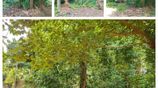 Prime Residential Land for Sale – Negombo / Kochchikade