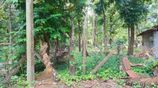 Prime Residential Land for Sale – Negombo / Kochchikade