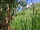 Prime Scenic Land for Sale – Thawalantenna (Ramboda)