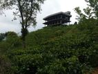 Prime Tea Land (2.5 Acres) with Unfinished Building Gampola