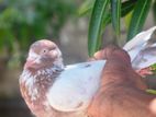 Primer Pigeon