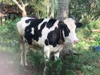 Farm Cow
