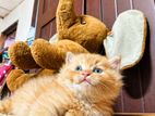 Persian Cat