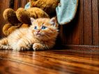 Persian Cat