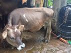 Farm Cow