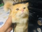 Persian Cat