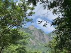 Pristine Forest Land Kalogahaela