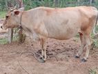 ගවයන්
