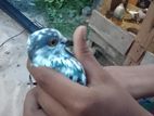 Pigeon