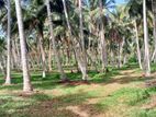 Productive 33-Acre Coconut Land Is For Sale In Kuliyapitiya