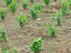 Profitable Cinnamon Grove For Sale In Horana