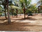 Profitable Investment Land in Homagama
