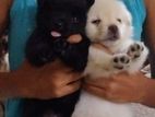 Pomeranian Puppies
