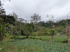 Land in Ellagama Diyathalawa