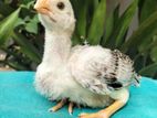 Prrort Beak Chick