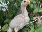 Prrort Beak Chicks