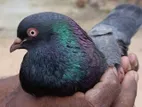 Pigeons