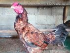 Aseel Rooster