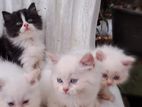 Persian Cat