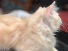 Prsian Kitten