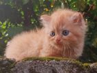 Persian Cat