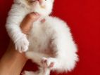 Persian Kittens