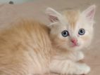 පර්සියන් බළල් පැටවුන්