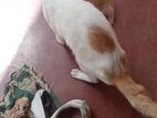 Kittens for Kind Home