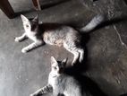 Cats for Kind Home