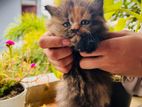Persian Kitten