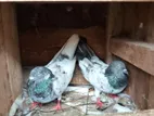 Pigeons