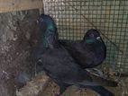 පරවියන්