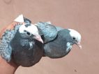 Pigeons