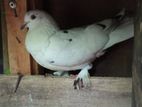 Pigeons