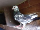 Pigeons