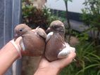Pigeons