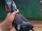 Pigeons