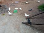 පරවියන්