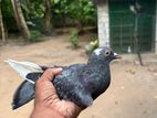 පරවියන්