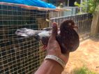 පරවියන්