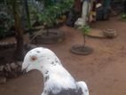 පරවියන්