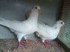 පරවියන්