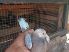 පරවියො