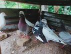 Pigeons