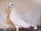 Pigeon
