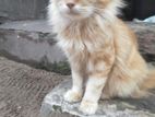 Persian Cat